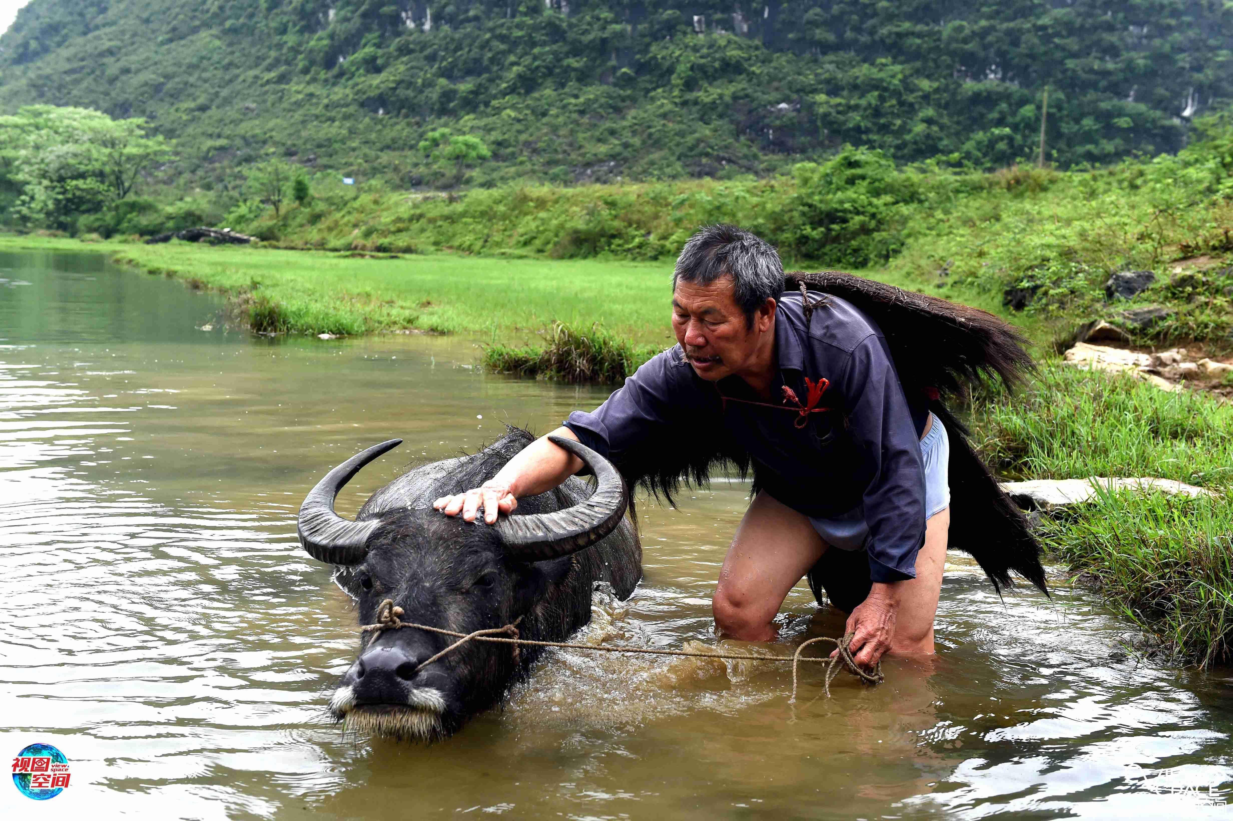 桂林农民牵着牛当模特成网红
