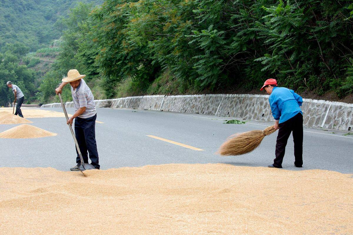 山区农民利用公路晒麦子,占去国道一半