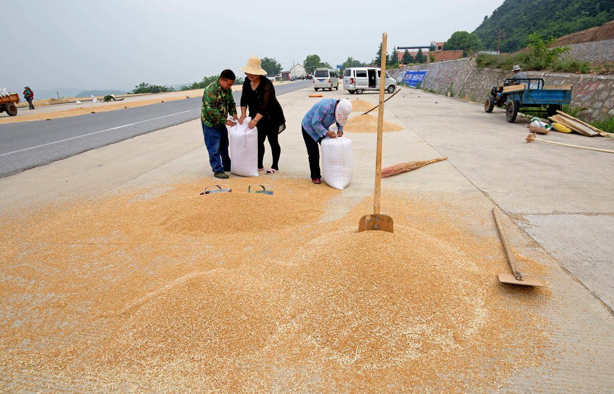 山区农民利用公路晒麦子,占去国道一半