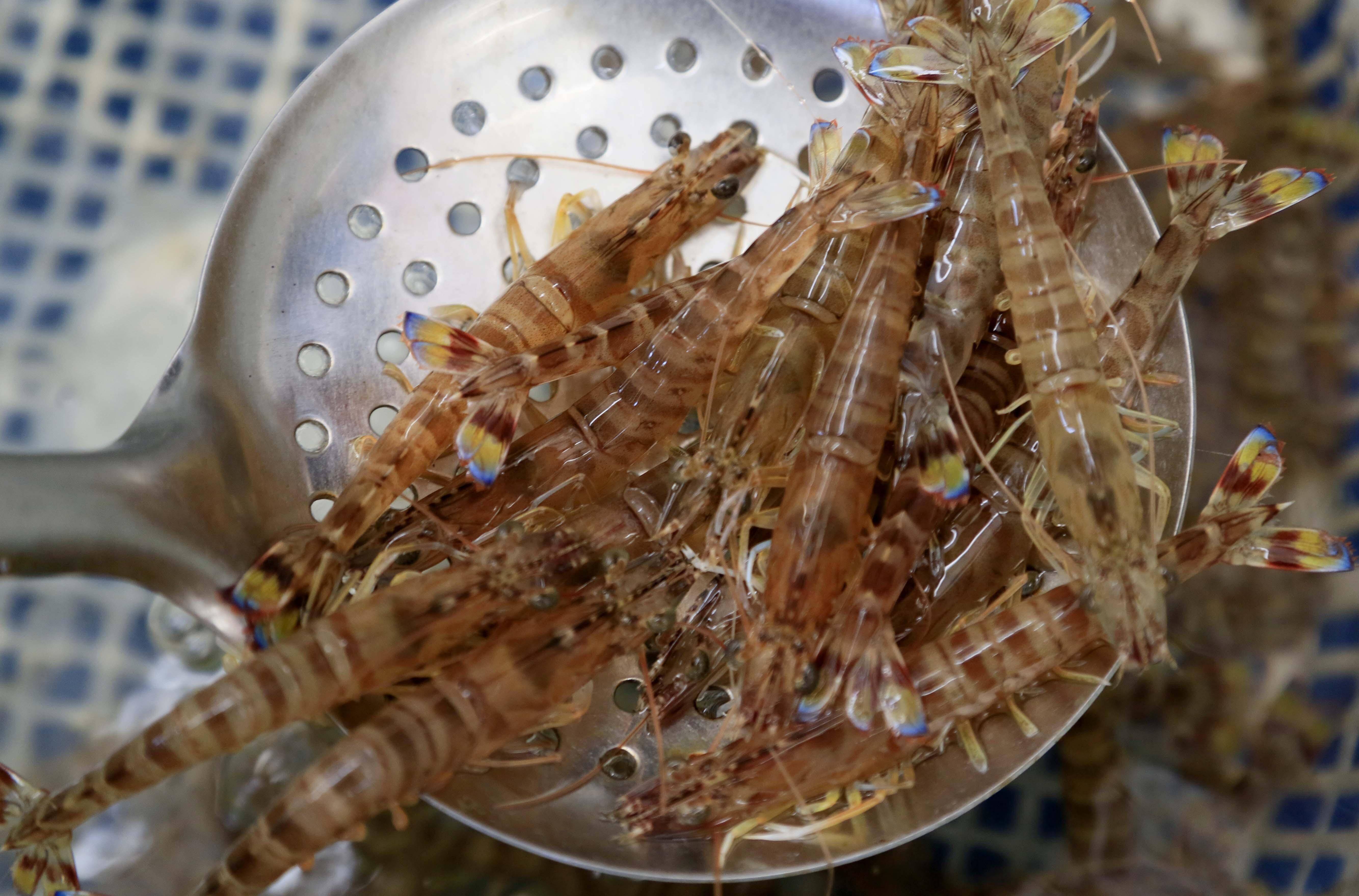 休渔期基围虾价格升高 吃基围虾可以连壳吃第一次知道