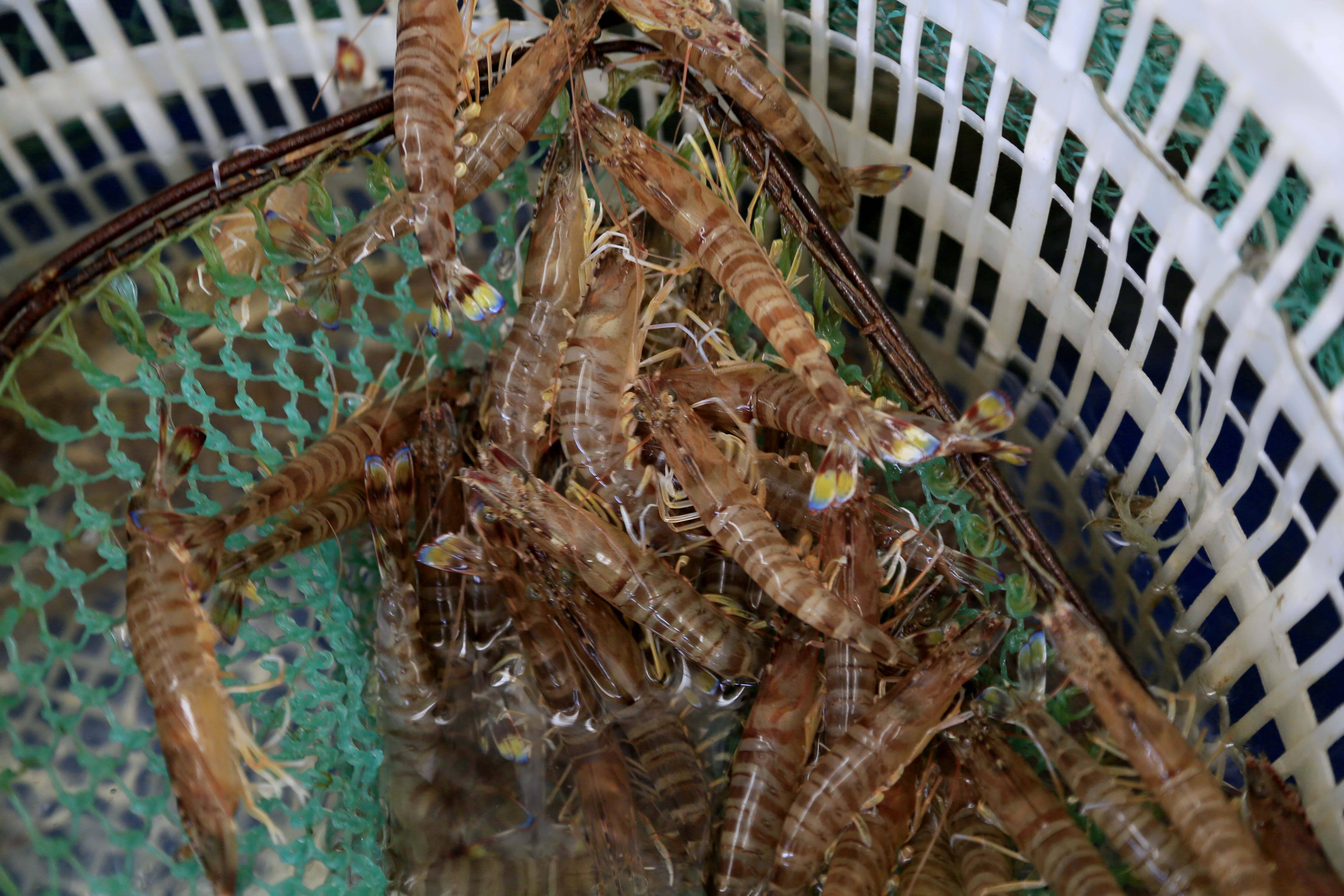 休渔期基围虾价格升高 吃基围虾可以连壳吃第一次知道