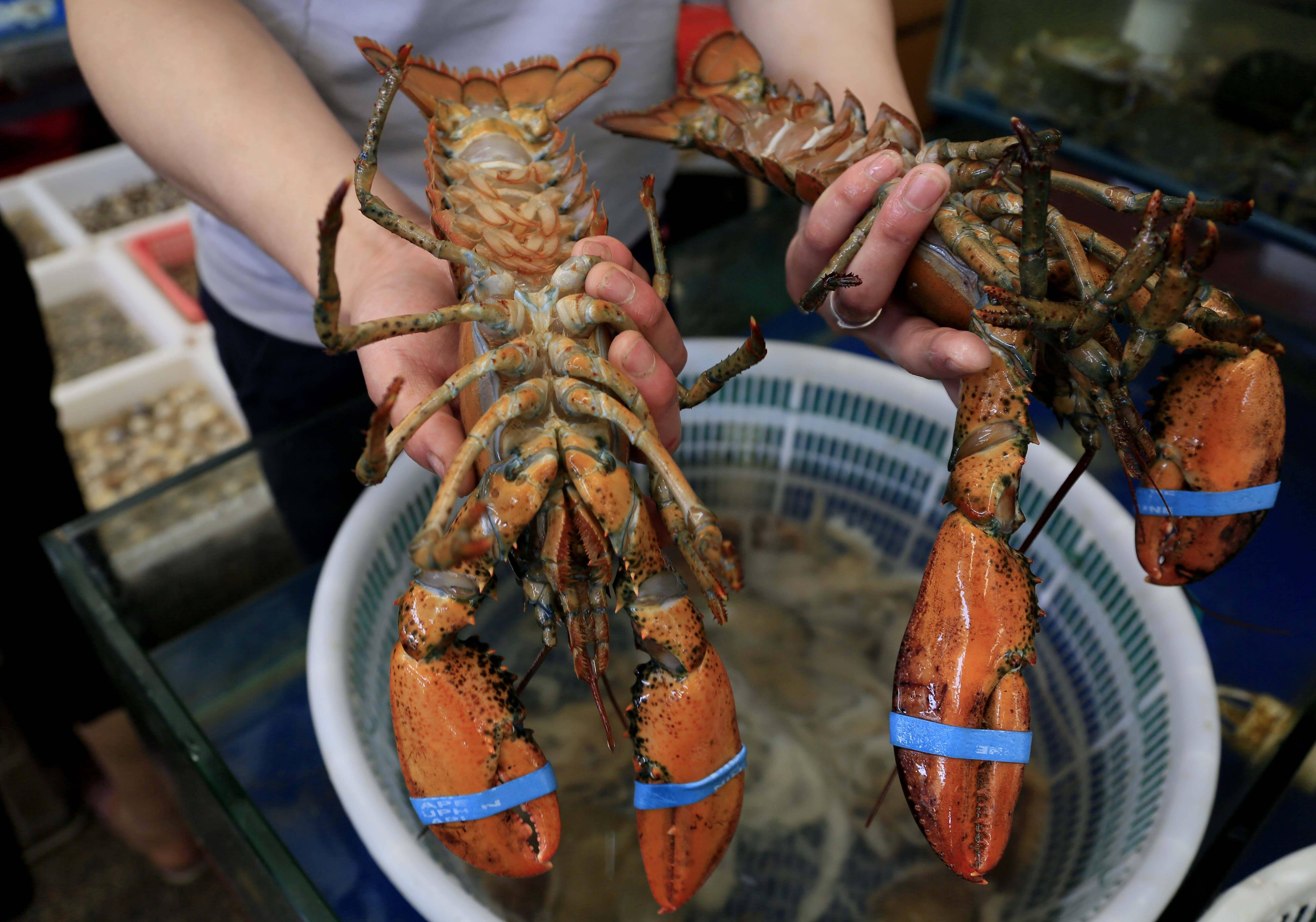 售价一百元一斤的美国进口波士顿大龙虾 面目狰狞脾气挺大