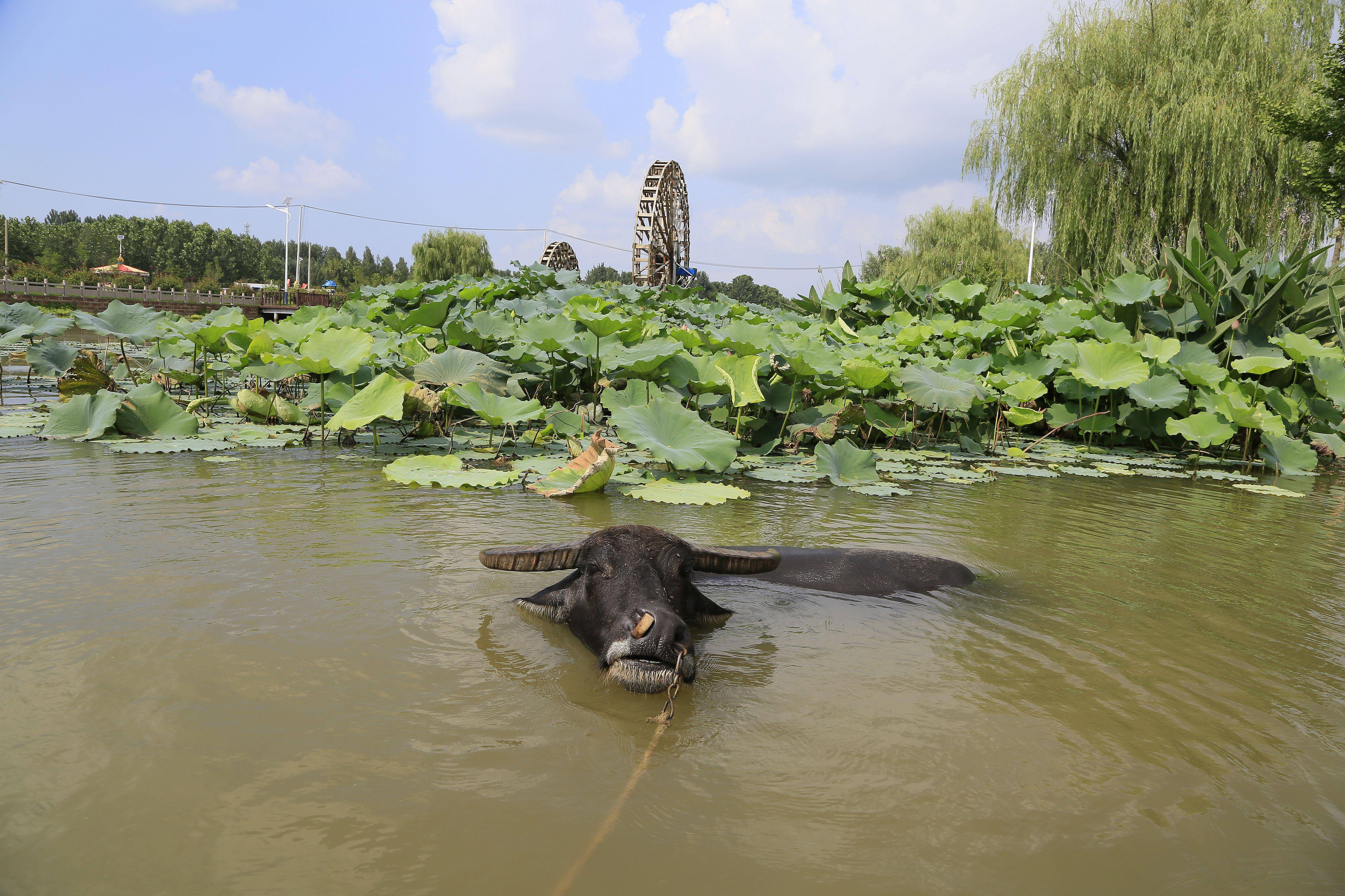 1/6 8月20日,小编去乡下采风,看到了风光旖旎的旦头河里,两只老水牛
