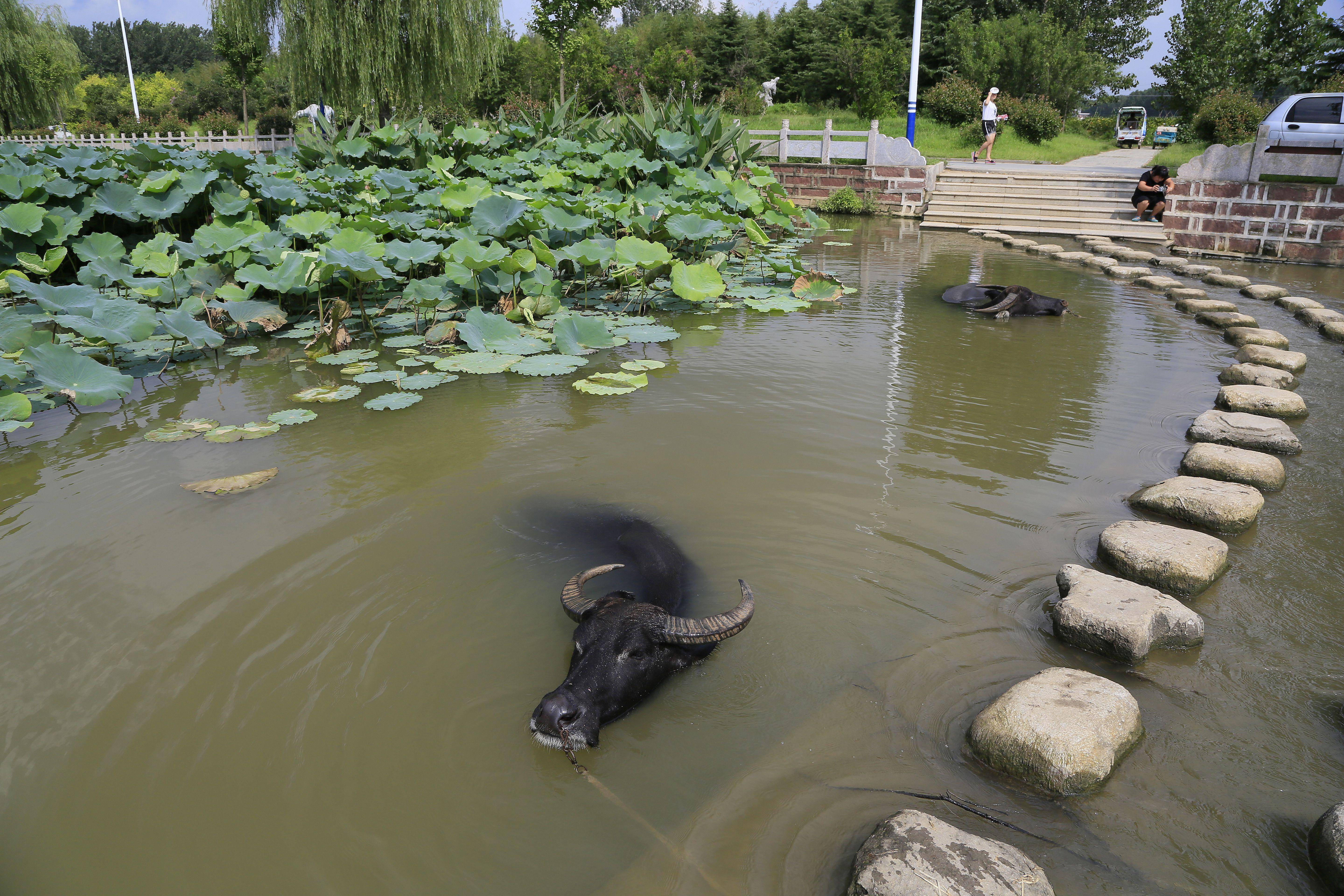 偷看老水牛在荷池里洗澡 这样原生态的风景在城里是看不到的