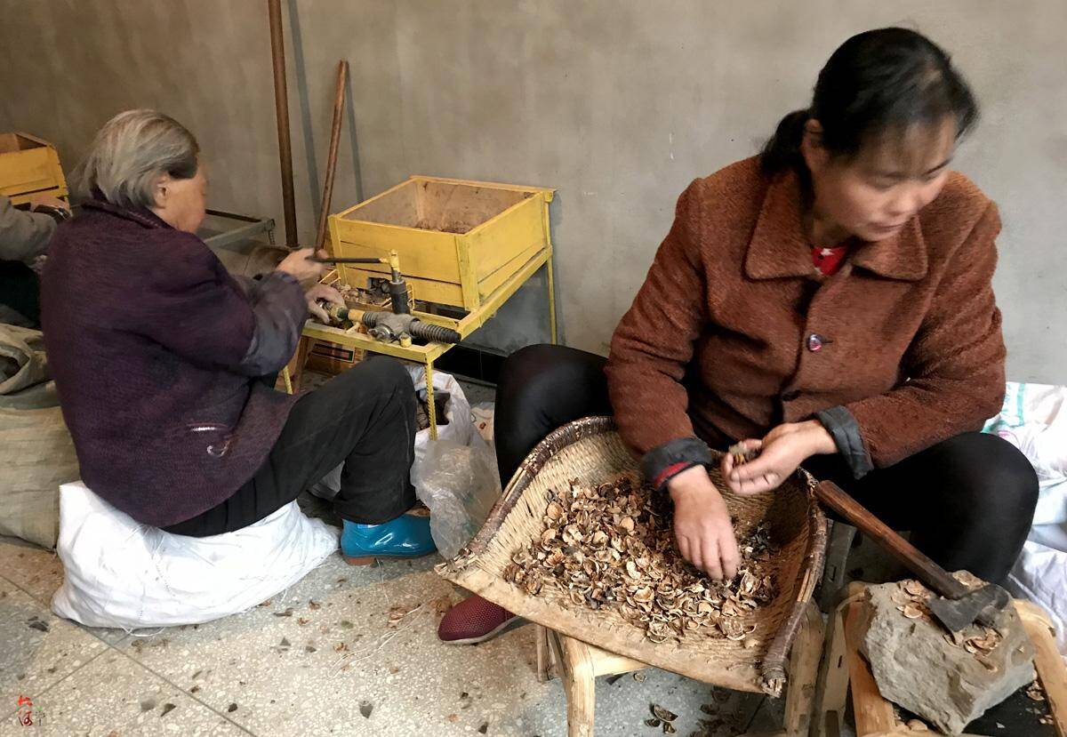 留守妇女手工砸核桃 工作12小时挣30