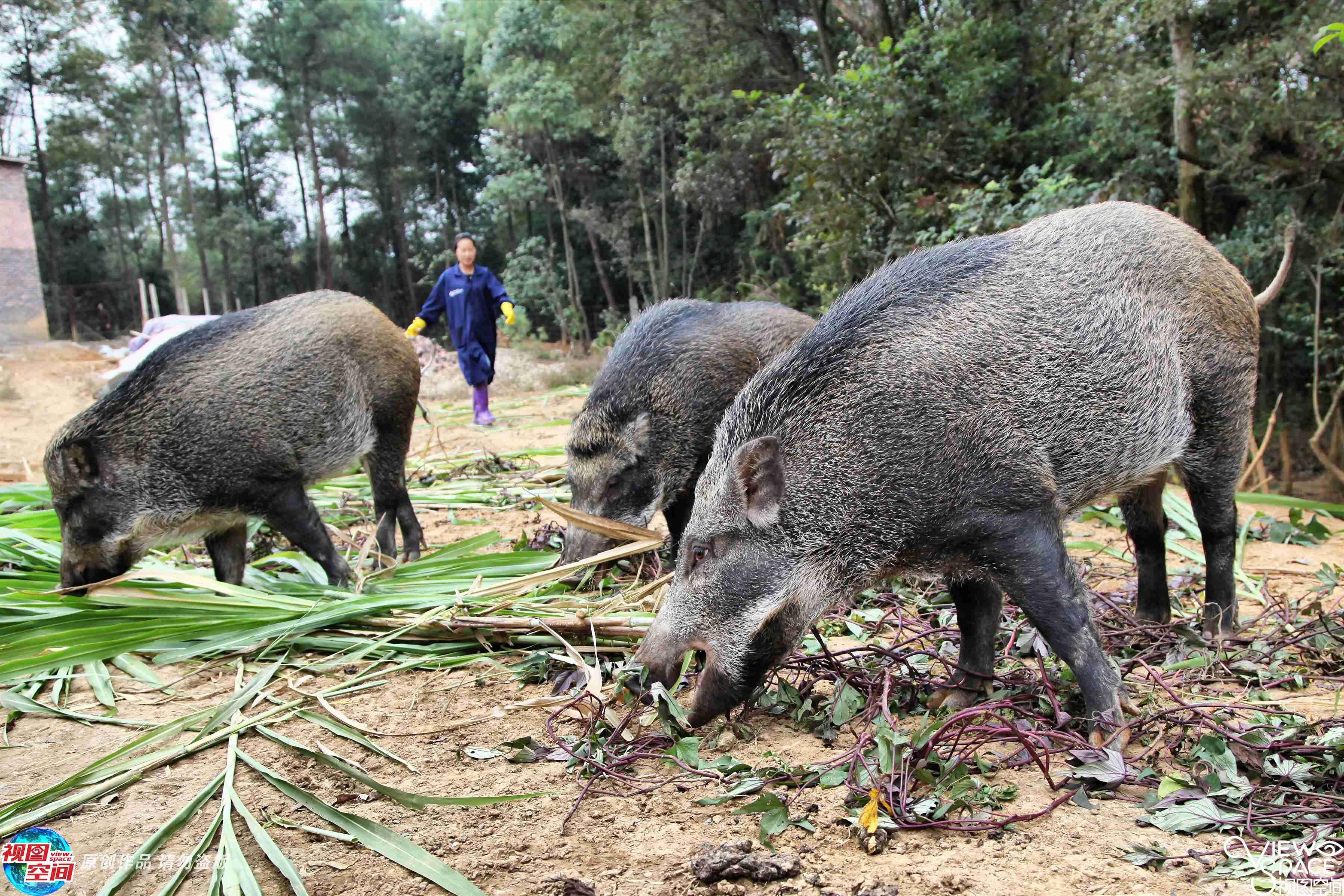 重庆野猪养殖图片