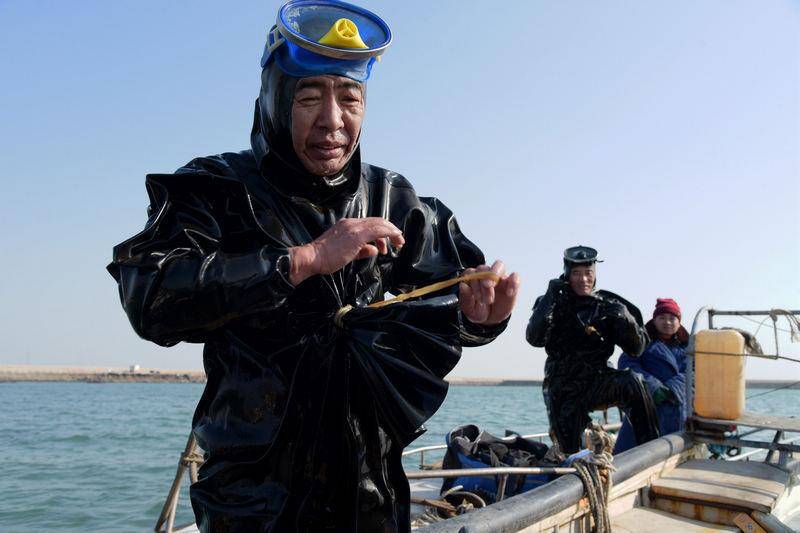 青岛冬日海底捞参人 一天捞150多斤能挣500元_手机凤凰网