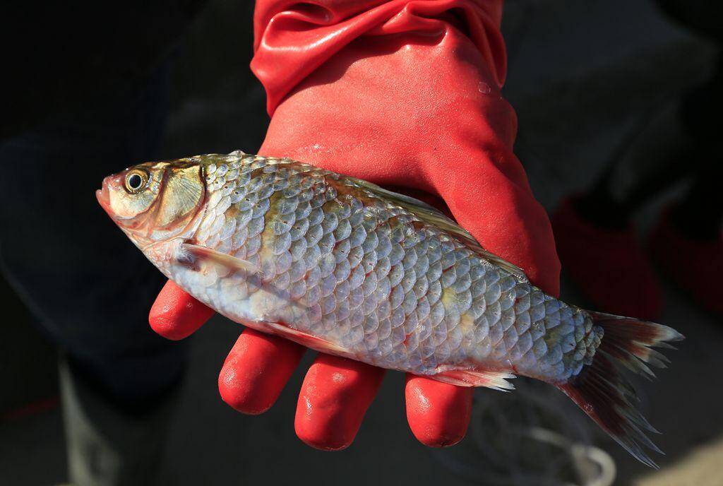 野生鲫鱼要看鱼头颜色 鱼头呈金黄色且肚皮要发白