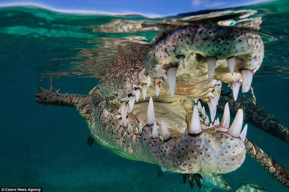 摄影师作死水下拍鳄鱼 拍摄图片令人吃惊