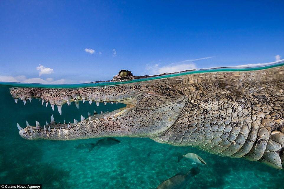 摄影师作死水下拍鳄鱼 拍摄图片令人吃惊