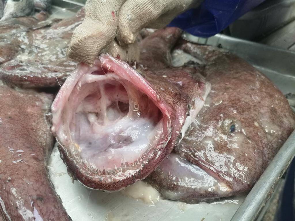 摊主说鮟鱇鱼鱼肚一斤十二元,要十几斤鮟鱇鱼才能弄一斤鱼肚