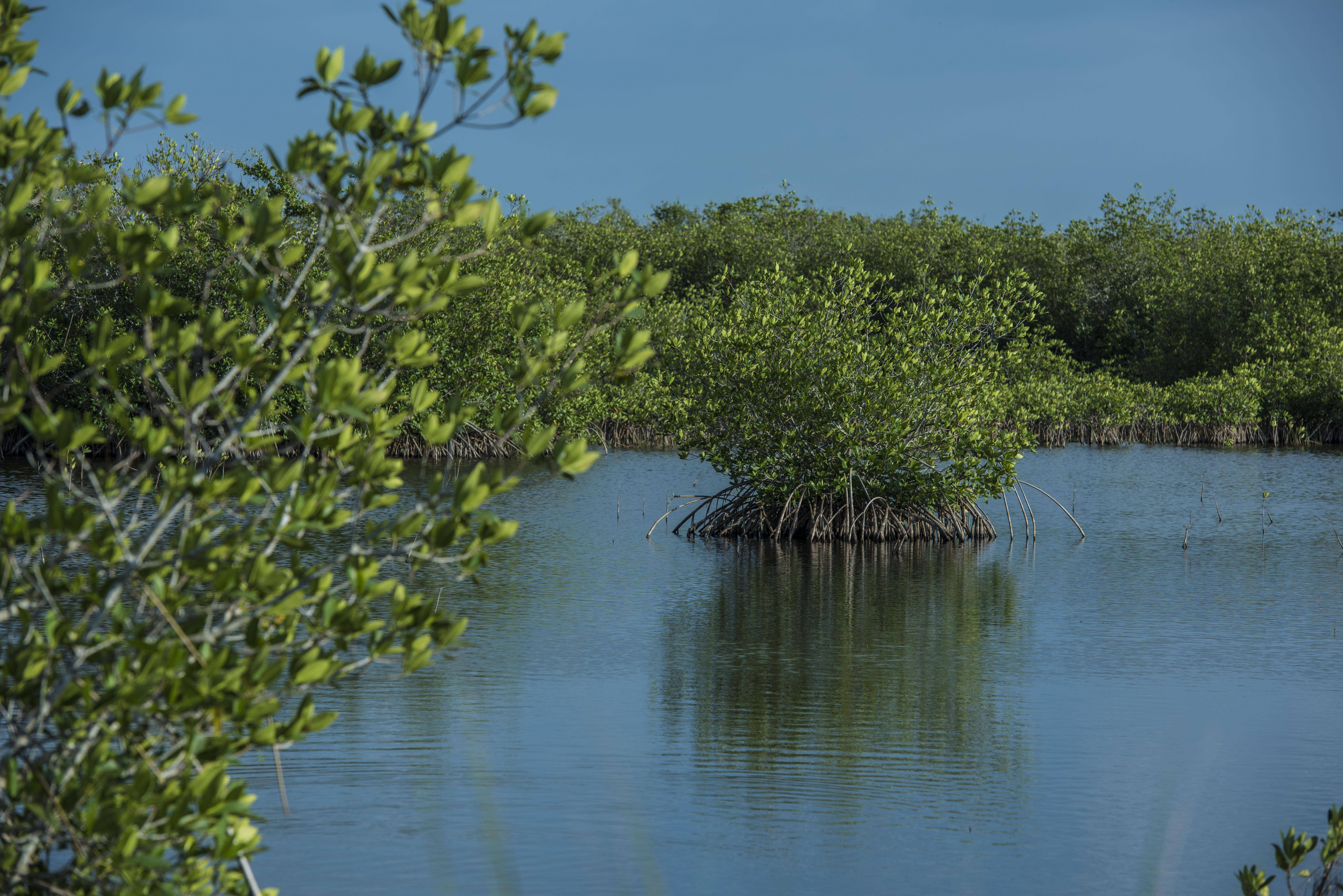 不知道鳄鱼什么时候窜出来——佛罗里达的湿地公园