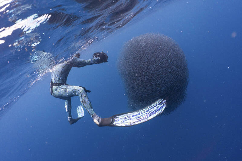 潜水员被"鱼群旋涡"瞬间吞没