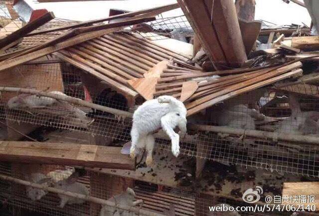 大风刮倒兔舍 上万兔子被砸死_手机凤凰网