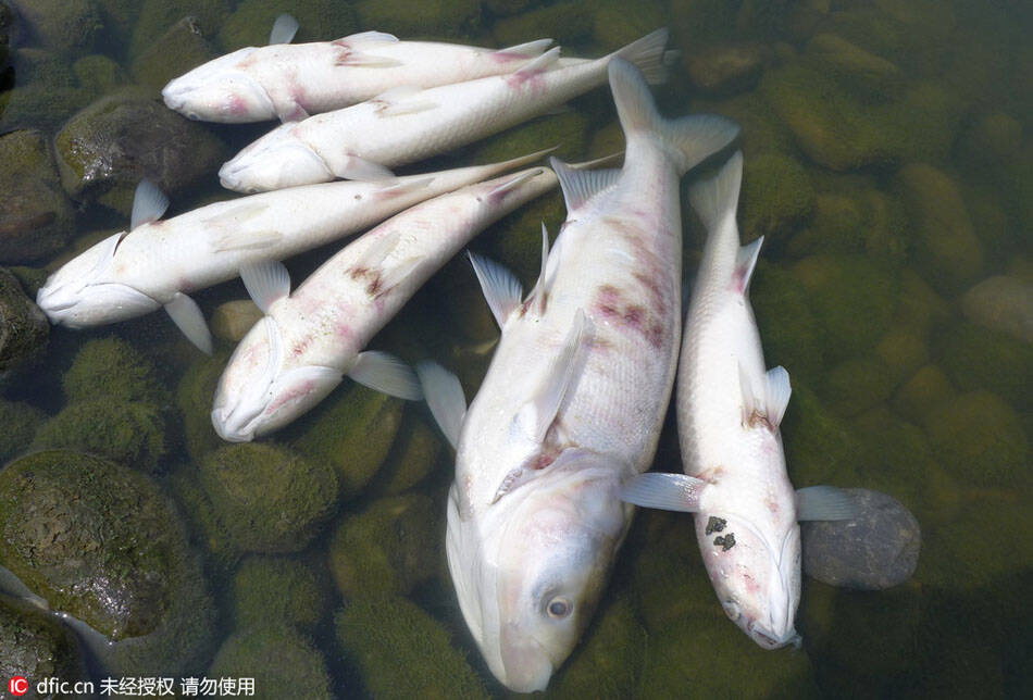 山东东营一公园湖面突现大量死鱼_手机凤凰网