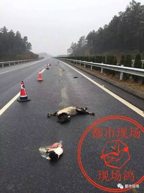 羊妈妈被撞 死亡瞬间生出小羊.