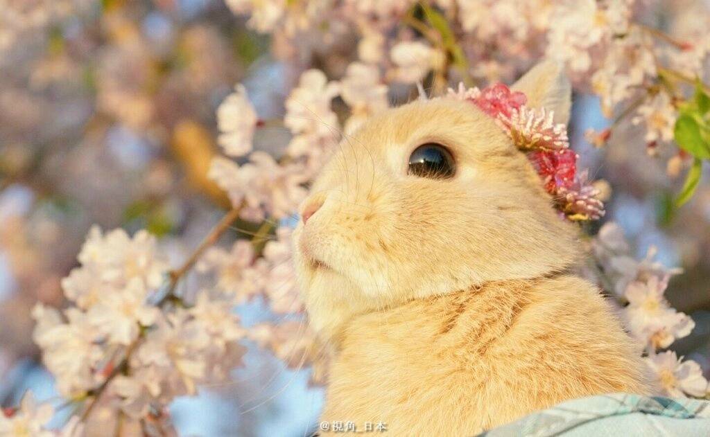 樱花中的兔子_手机凤凰网