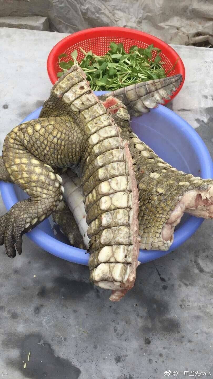 网友晒野味年夜饭,林业局开查