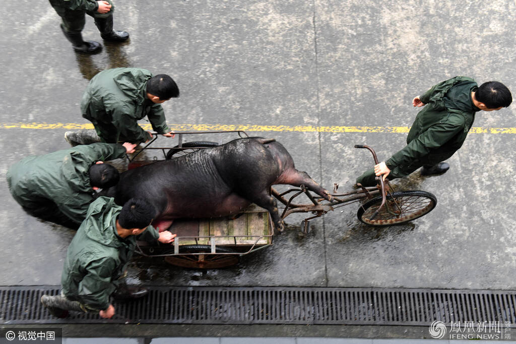 边防官兵杀年猪过大年