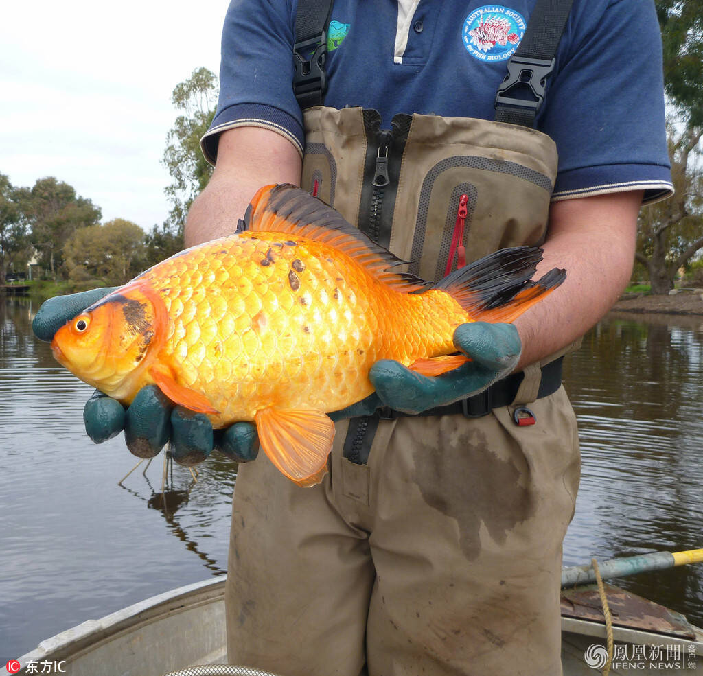 巨型金鱼体重2公斤大如足球