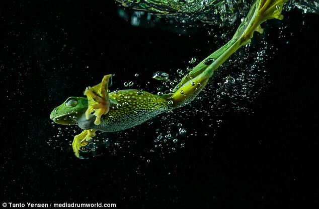 青蛙蛙泳图片图片