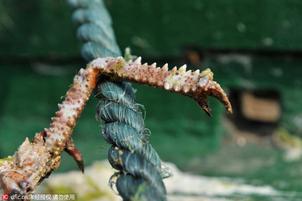 青岛海滩现"怪蟹":长有"巨臂"外形恐怖