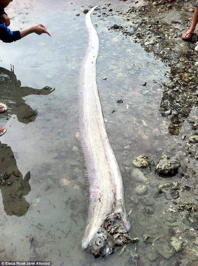 地震后海滩惊现巨型皇带鱼