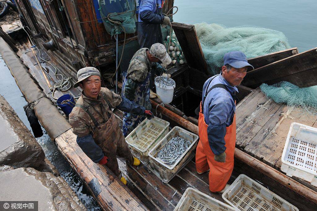 青岛渔民渔获丰收 日上岸十几万斤