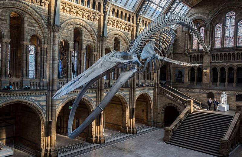 25米长蓝鲸骨架亮相英国博物馆大厅_手机凤凰网