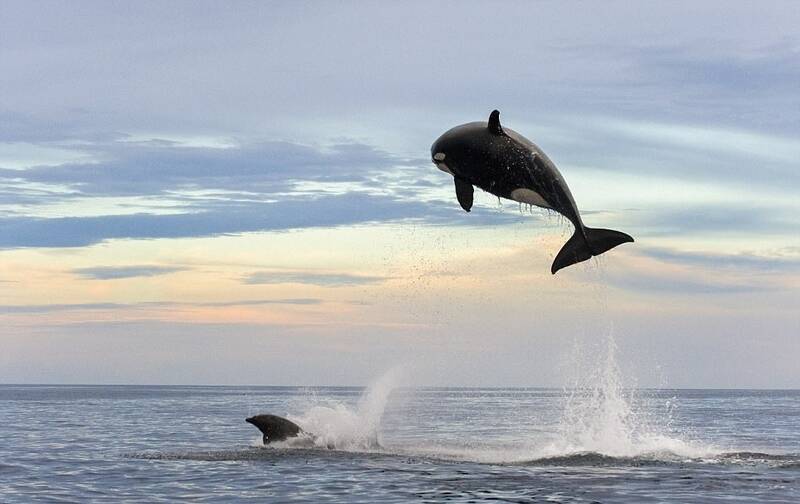 海豚鲸口脱险瞬间