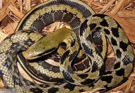 女子从火龙果里吃出条蛇 居然还是活的