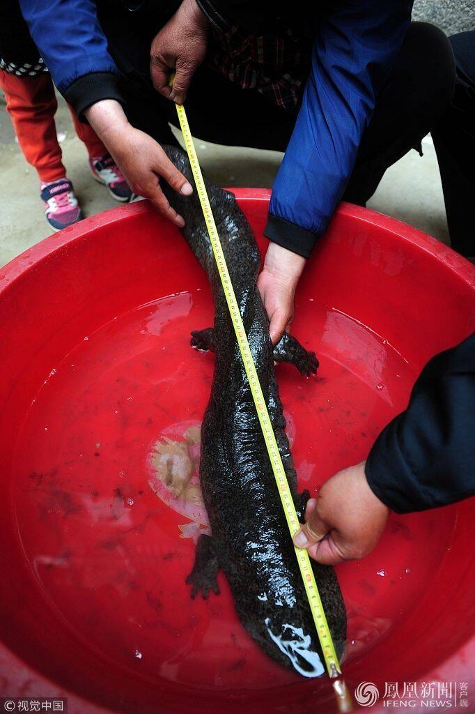 "打了20多年鱼,我第一次见这么大的娃娃鱼"