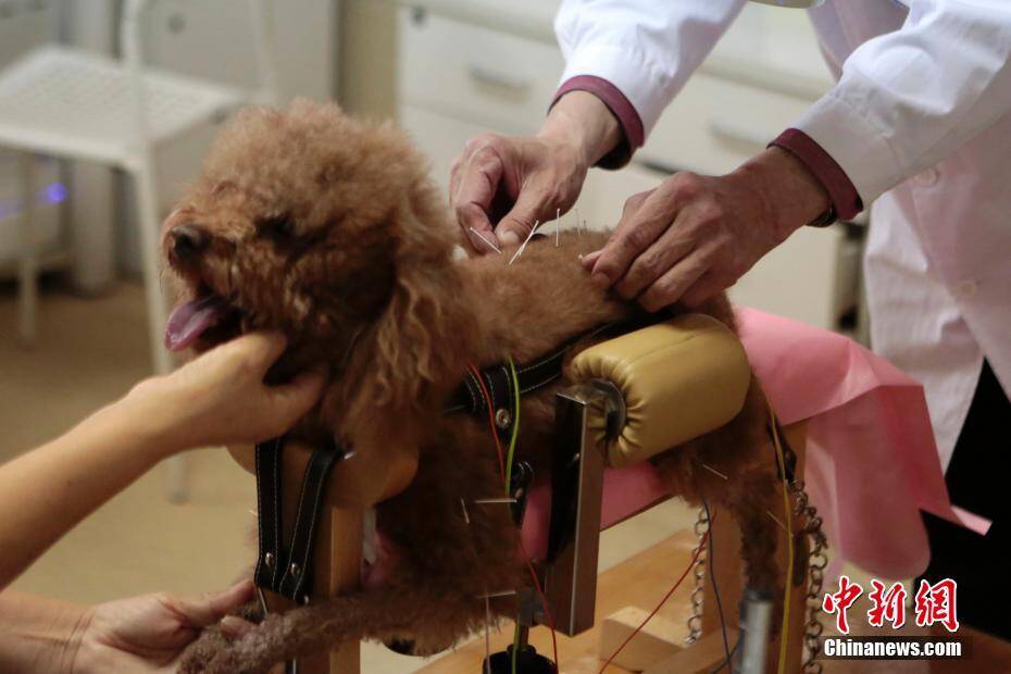 "汪星人"接受针灸治疗