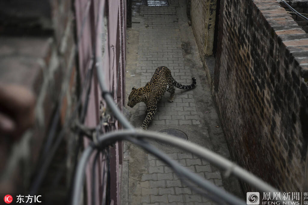 猎豹闯居民区疯狂咬人
