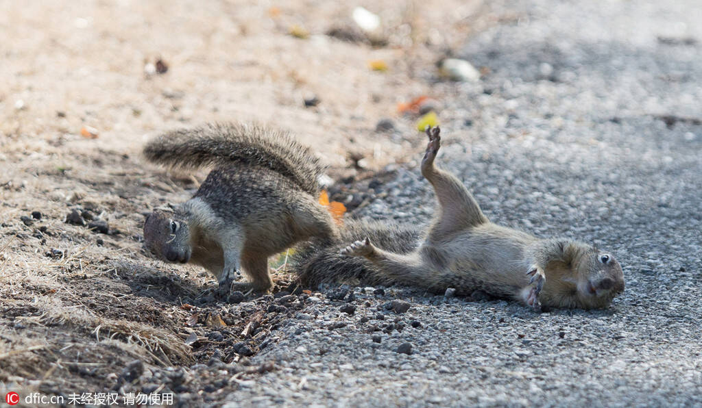 两只街头搏斗的松鼠