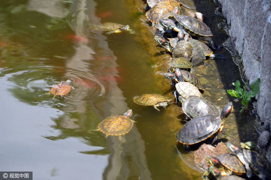 放生池"龟满为患" 乌龟池边叠罗汉