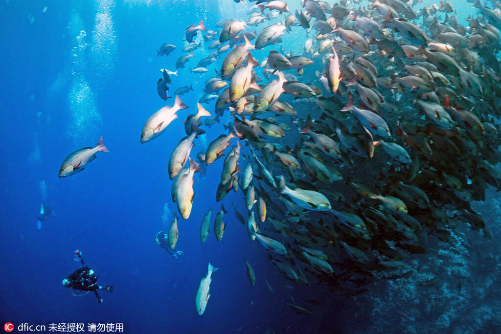 红海鱼群洄游抢食景象