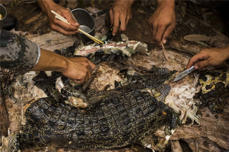 中澳美军人野外生存画面:吃鳄鱼