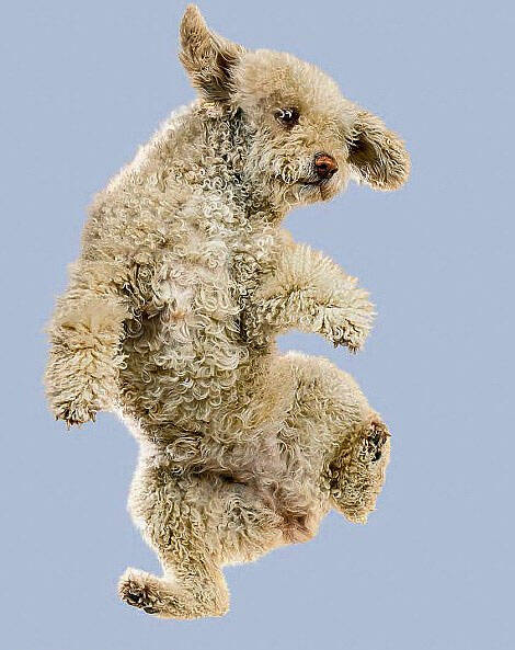 摄影师抓拍 "空中飞狗"萌翻众人