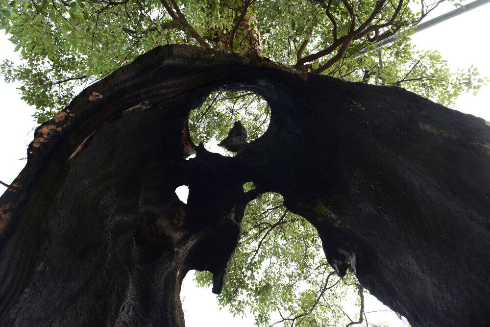 江西300岁"空心树"被称为"树坚强"