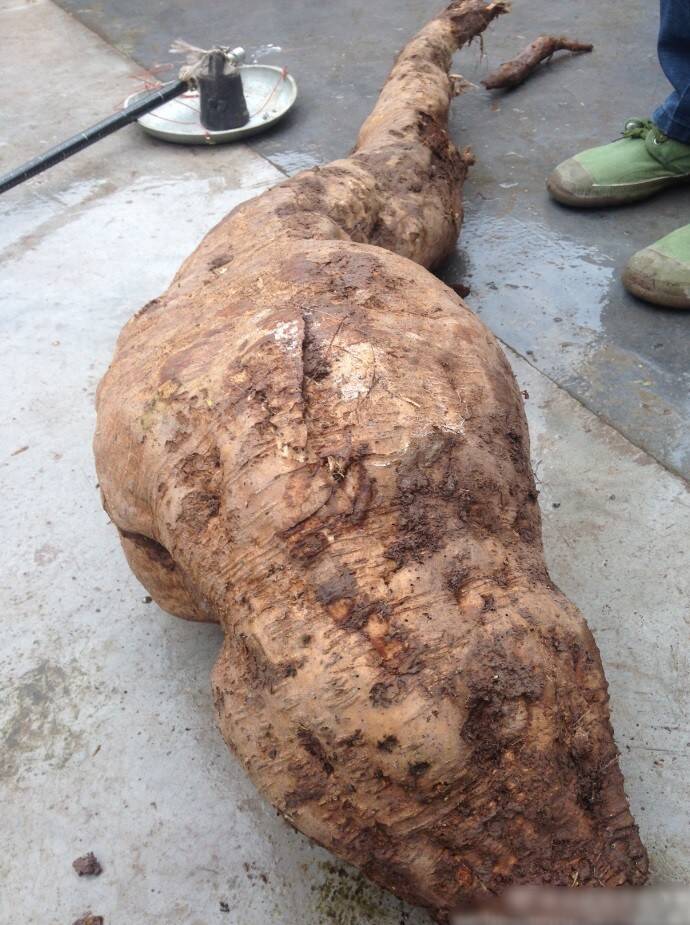 四川出现1.4米人腿形"葛根王"