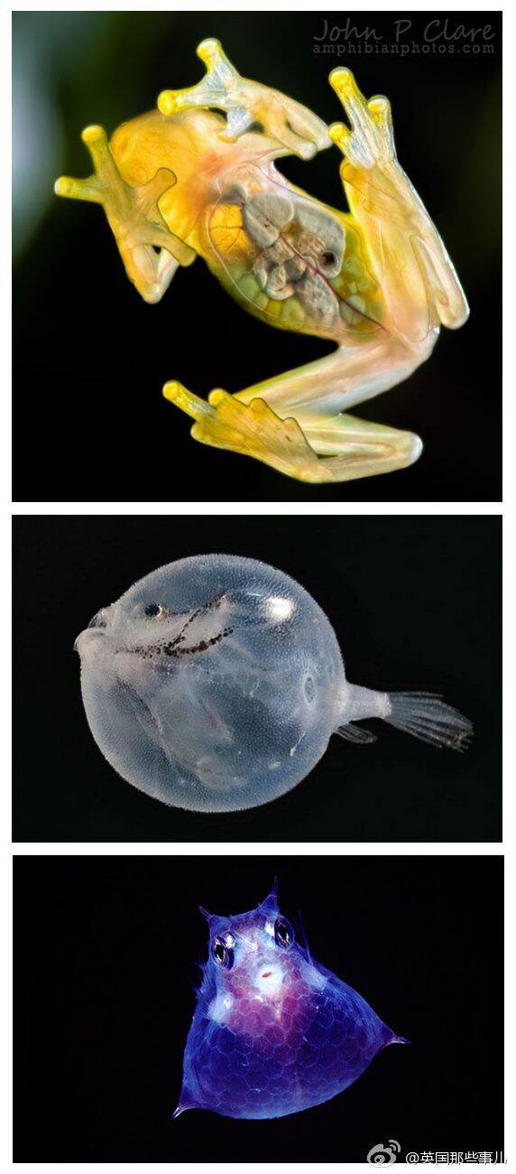 自然界里那些透明的生物:内脏一览无余