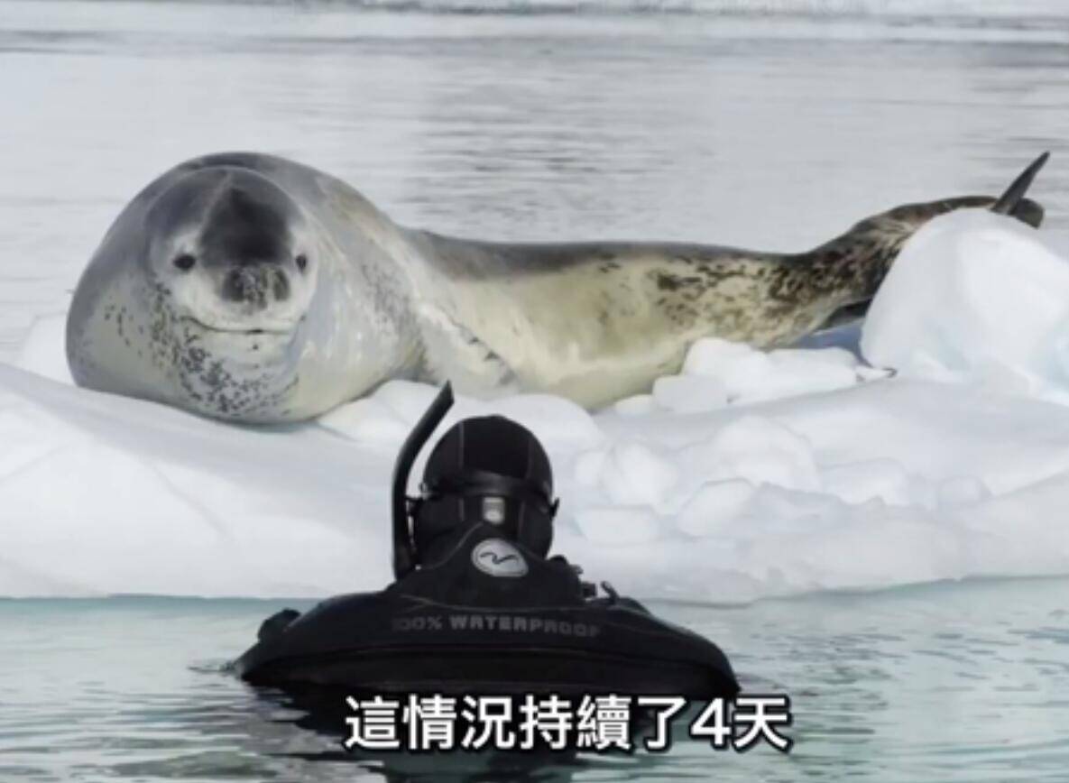 海豹怕摄影师饿死 不断给他抓企鹅_手机凤凰网