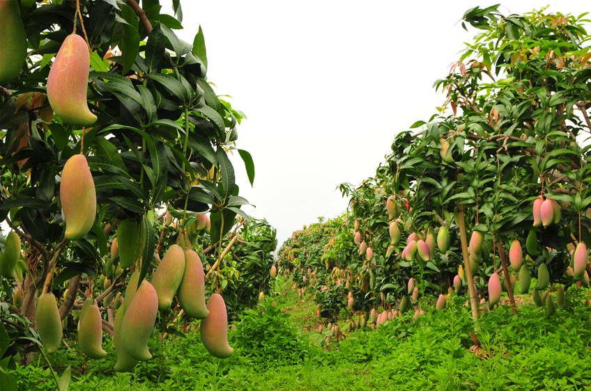 云南丽江:高原特色农业凸显优势
