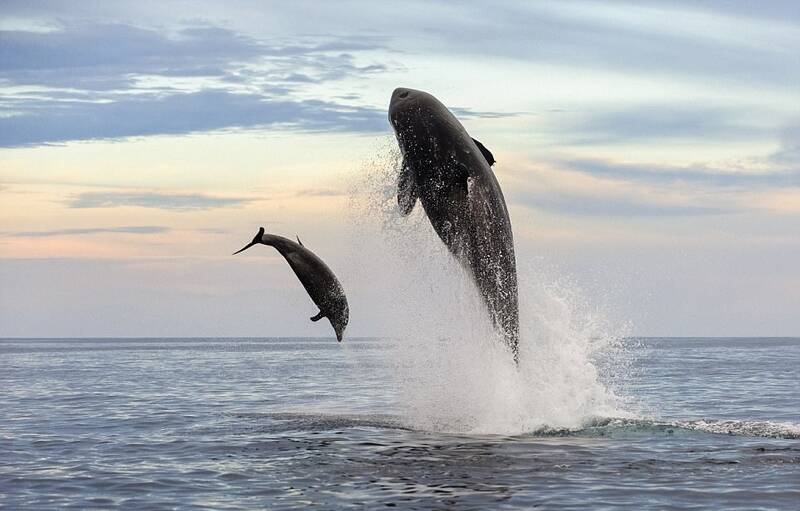 海豚鲸口脱险瞬间