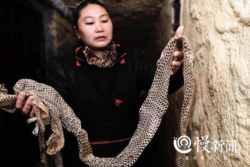 1/19 "眼镜蛇女王"在重庆当地能名声在外,跟胡晓霞不时在街头现场抓活