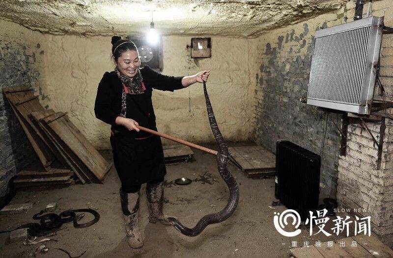 1/19 "眼镜蛇女王"在重庆当地能名声在外,跟胡晓霞不时在街头现场抓活