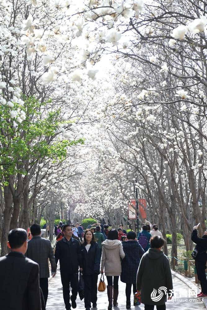春意盎然娇艳多姿 花季济南迎来无限好春光_手机凤凰网