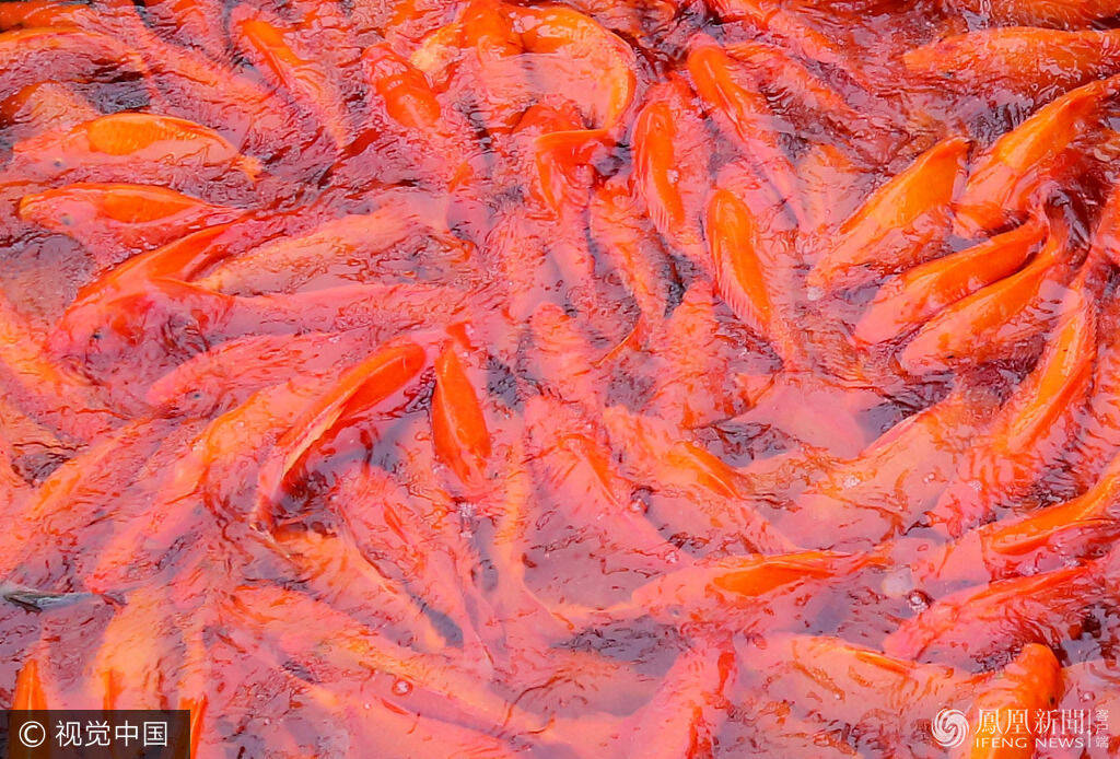 江西:6800尾红鲤鱼组成巨型国旗