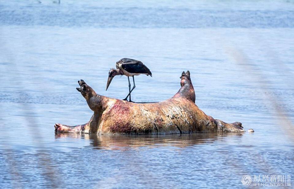 纳米比亚100多只河马死亡 或因炭疽爆发